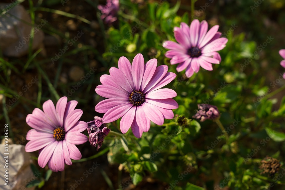 Meadow flowers. Slovakia Meadow flowers. Slovakia