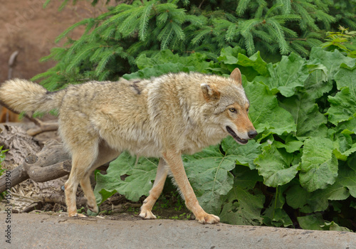 Eurasian wolf (Canis lupus lupus) in forest in summer