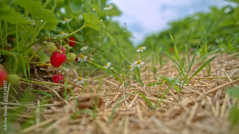 Strawberry field. Garden-bed with some ripe fruit. Blue sky in background Strawberry field. Garden-bed with some ripe fruit. Blue sky in background