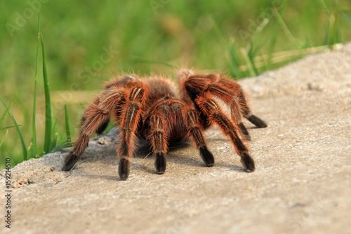 A large brown Rose Hair Tarantula crawling in the garden, Chile, South America