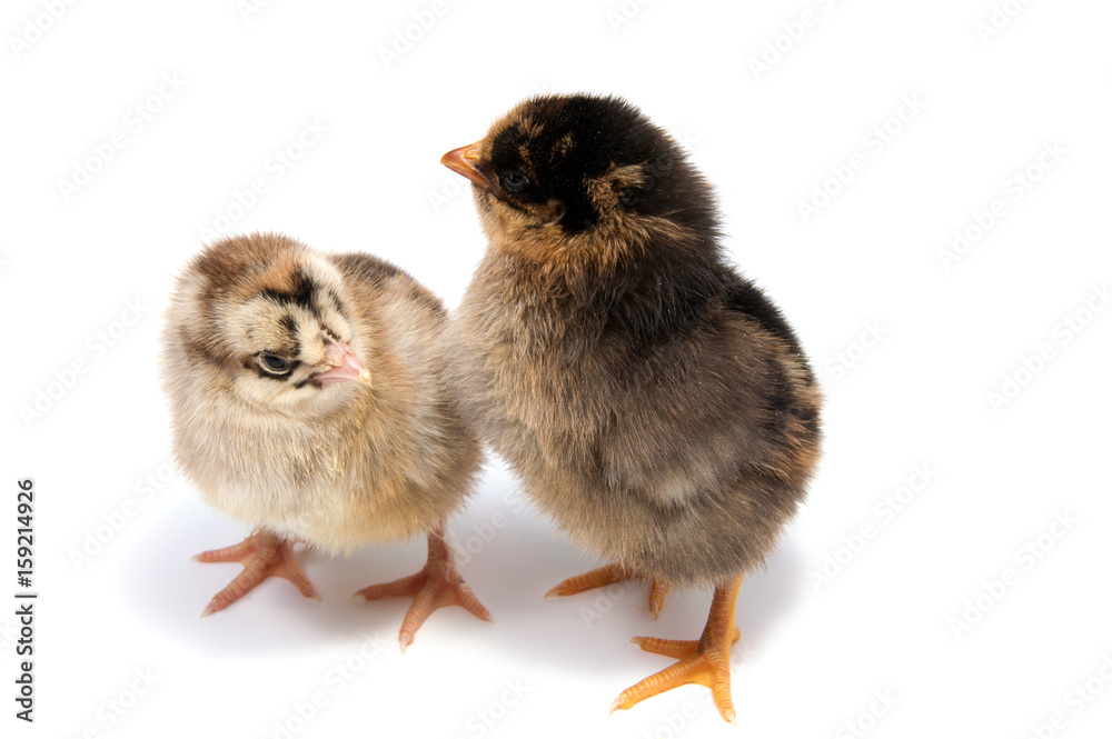 Fototapeta premium Yellow chickens looking at one white isolated on a red background
