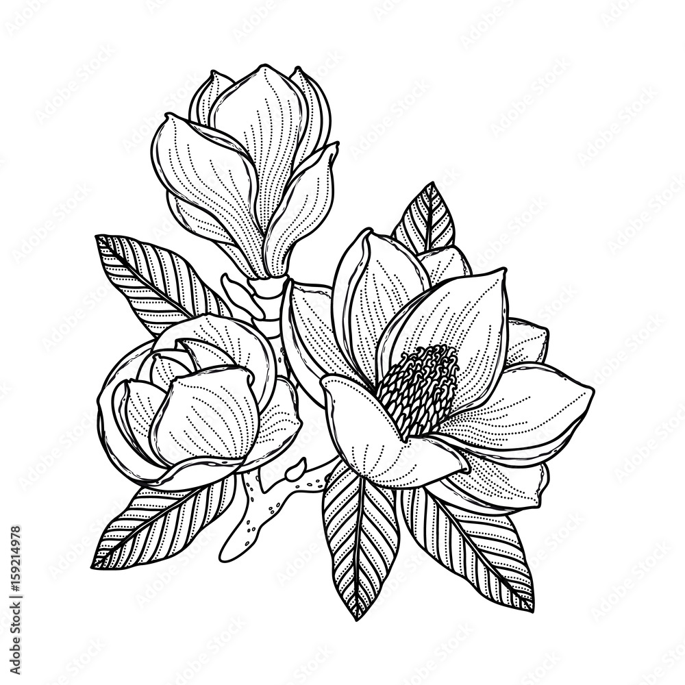 Fototapeta premium Black and white drawing of a branch of magnolia with flowers, buds and leaves. Vector isolated on background.