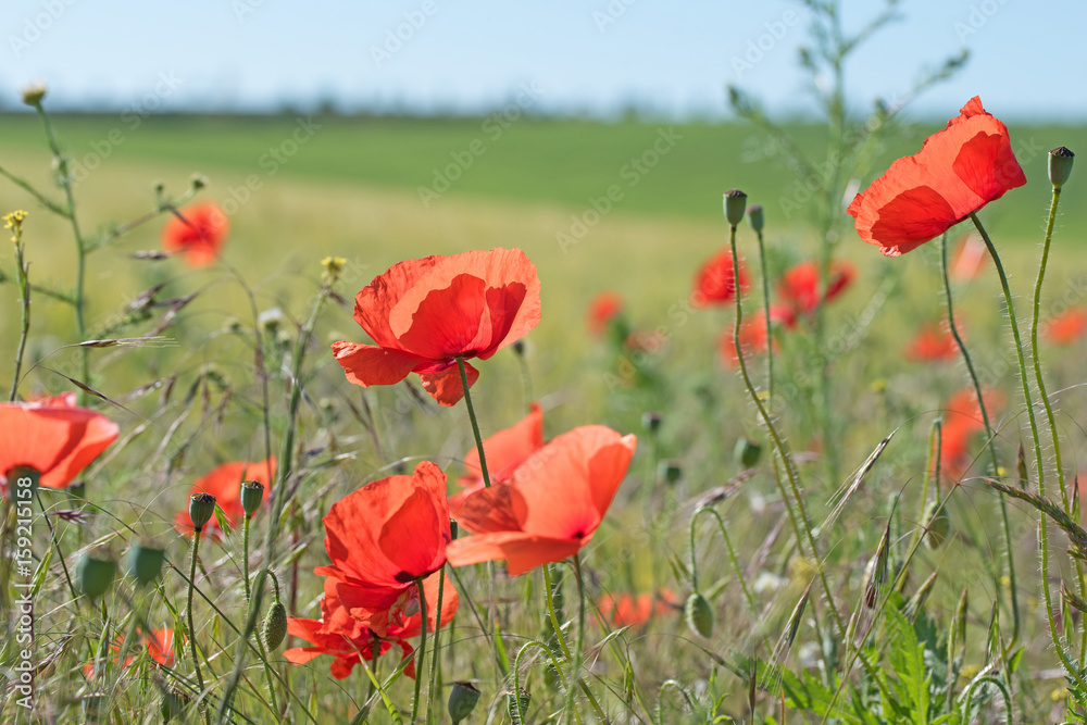 Obraz premium Klatschmohn am Feldrand