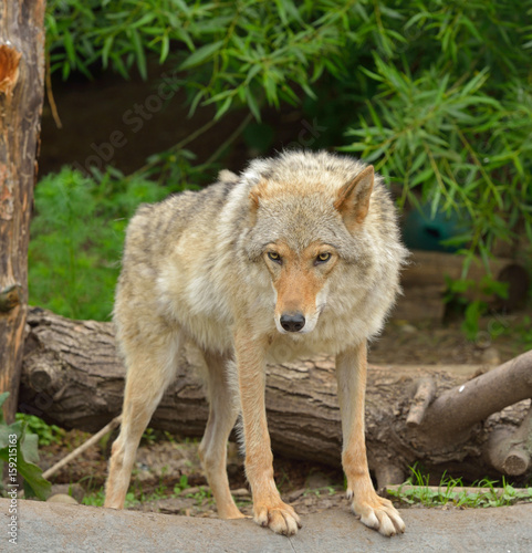 Eurasian wolf  Canis lupus lupus  in forest 