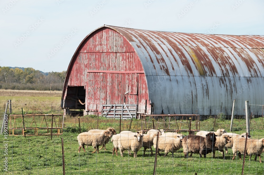 Obraz premium Sheep Farm