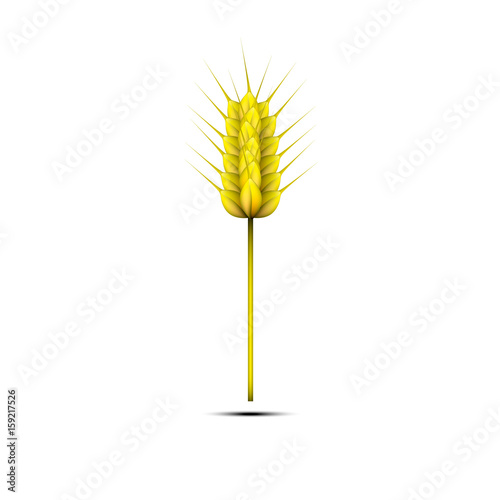 wheat spikelet
