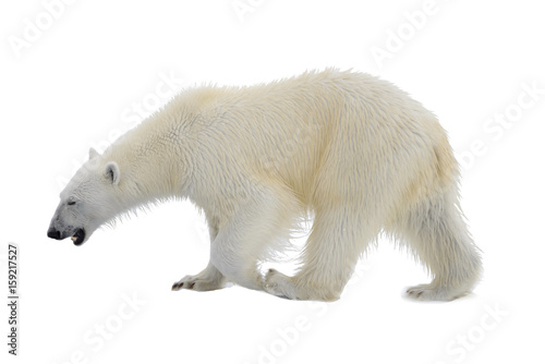 Polar bear isolated on white backgownd