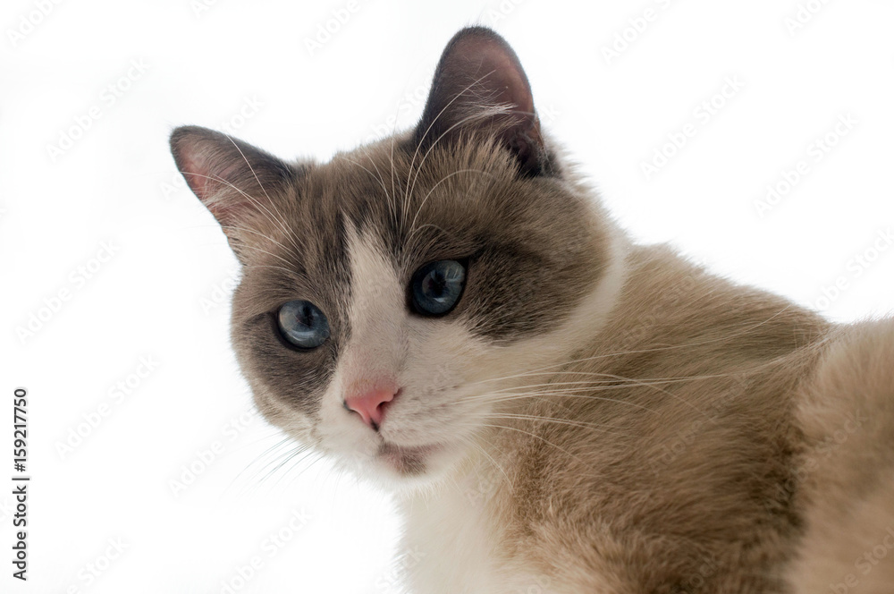 Cat of the Neva-masquerade light color with blue eyes on a white background.