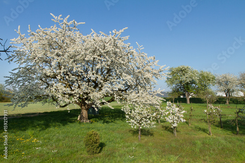 Obstbaumbl  ten