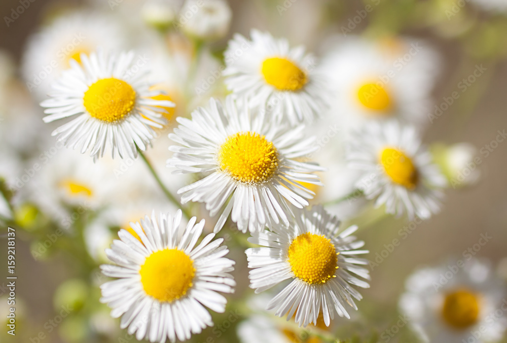 Fototapeta premium Closeup of beautiful white daisy flowers with soft lighting and bokeh warm summer