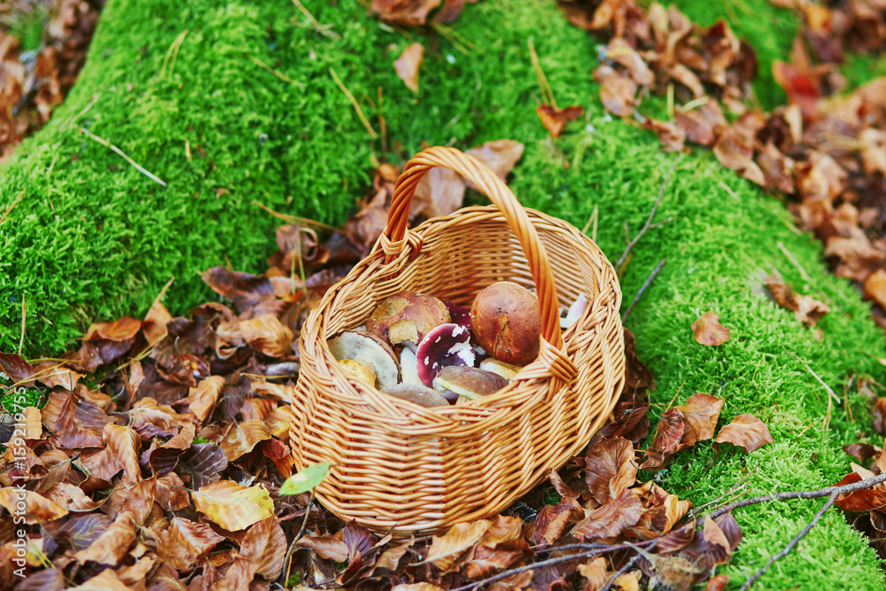 Basket full of boletus mushrooms Basket full of boletus mushrooms