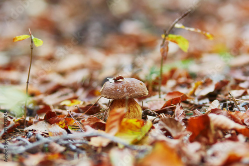 One boletus mushroom in forest