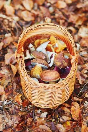 Basket full of boletus mushrooms