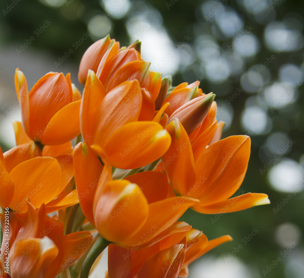 Orange Blumen blühen in voller Pracht Orange Blumen blühen in voller Pracht