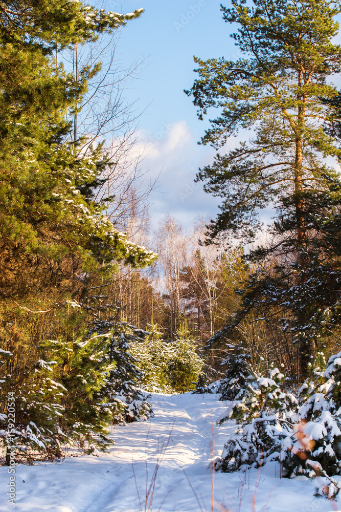 Beautiful and quiet winter landscape. Photo was taken in december. Beautiful snowy view. Beautiful and quiet winter landscape. Photo was taken in december. Beautiful snowy view.