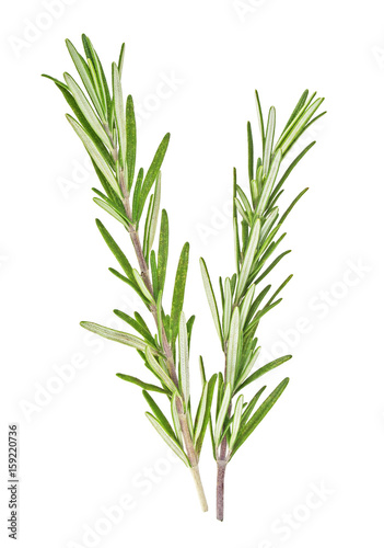 Fresh green sprigs of rosemary isolated on white background
