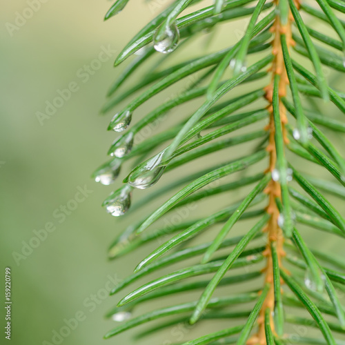 Drop on pine needle