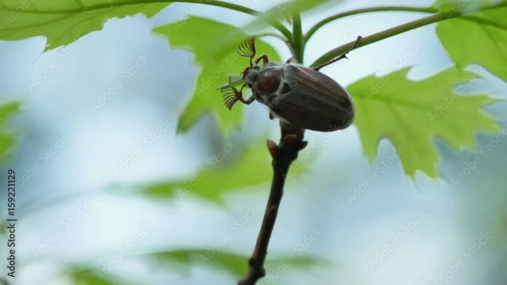 Adult Cockchafer (Melolontha melolontha)in spring eating the green oak leaf 4k