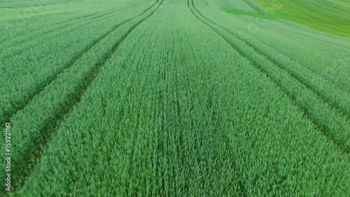 Green wheat field aerial shot