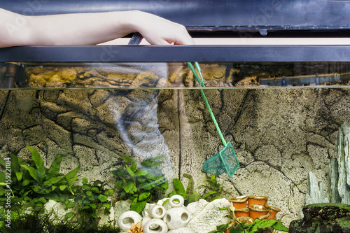 Young woman cleaning aquarium with scoop-net at home.