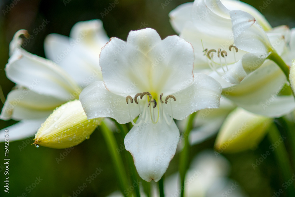 Fototapeta premium amaryllis belladonna