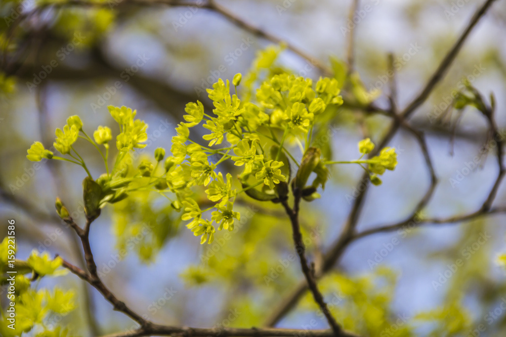 Spring blossoming of the norway maple tree, Acer platanoides, close up shot against blurry branches and sky background Spring blossoming of the norway maple tree, Acer platanoides, close up shot against blurry branches and sky background