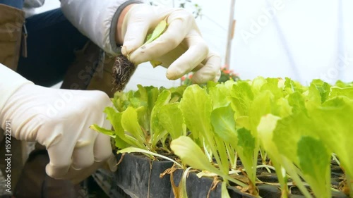 worker works with shoots of young seedlings in the greenhouse