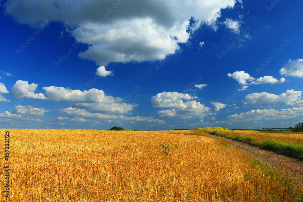 Wheat field against a blue sky