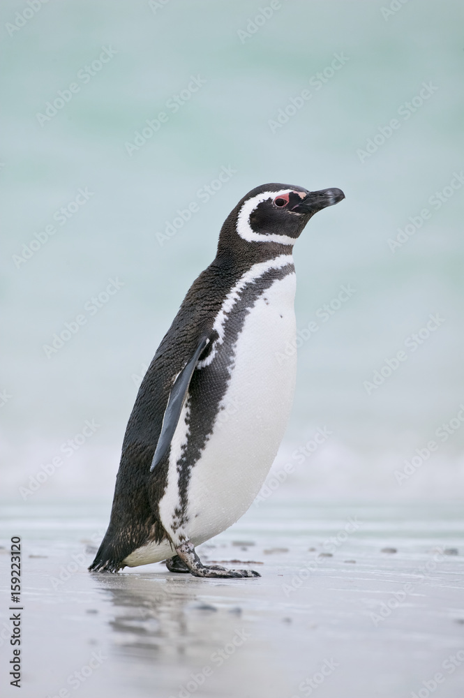 Fototapeta premium Magellanic Penguin (Spheniscus magellanicus)