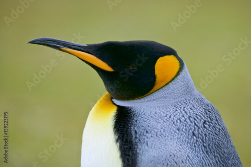 King Penguin  Aptenodytes patagonicus 