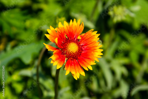 Gaillardia  Blanket Flower  on meadow