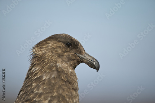 Brown Skua  Catharacta antarctica 