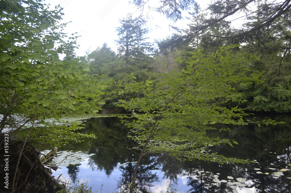 Forest Green Forest Green