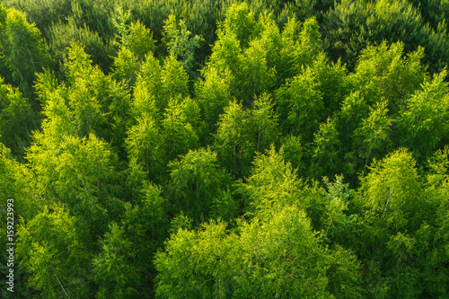 Fresh green color pattern of forest