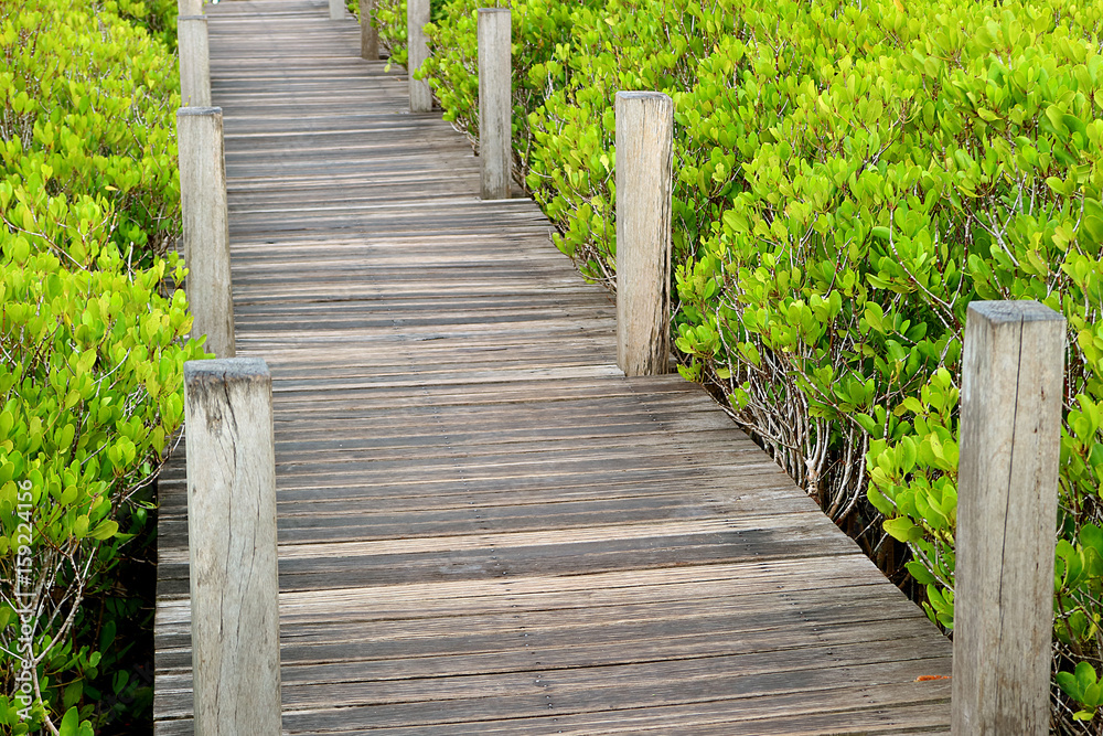 Wooden path in the vibrant green Indian Mangrove or Spurred Mangrove forest of Rayong province, Thailand 