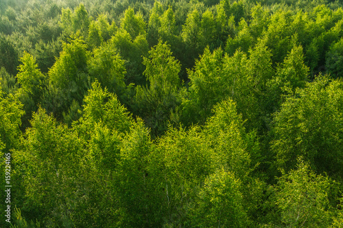 Fresh green color pattern of forest © lukjonis