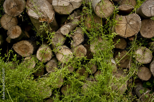 Holzstämme gestapelt mit Pflanzen bewachsen