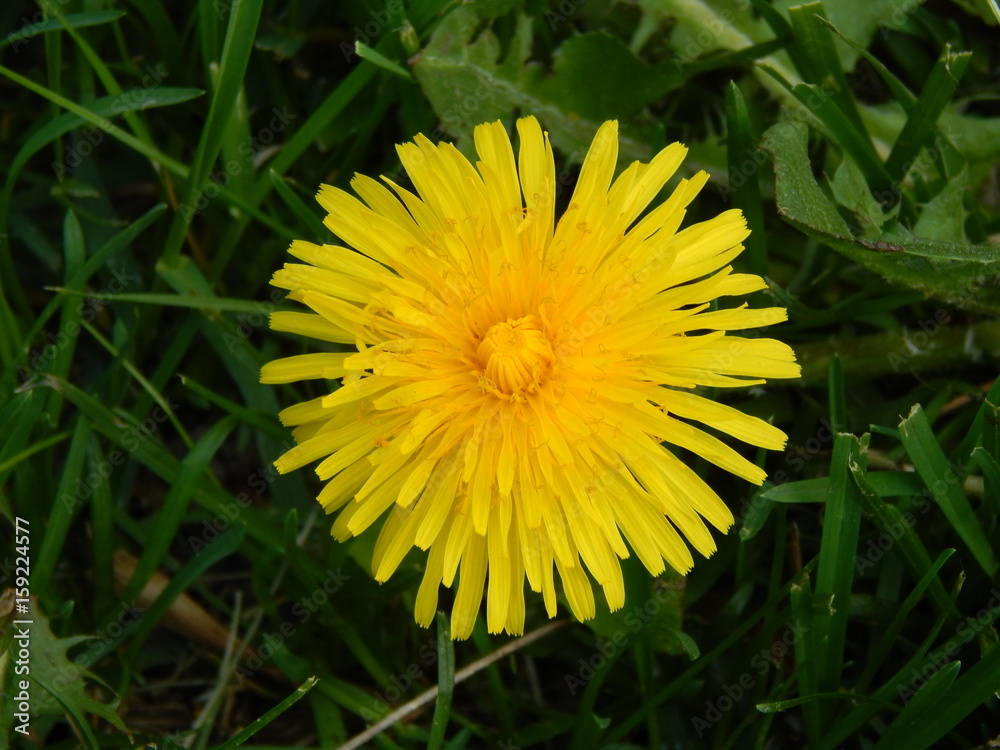 Flowers.springtime Flowers.springtime