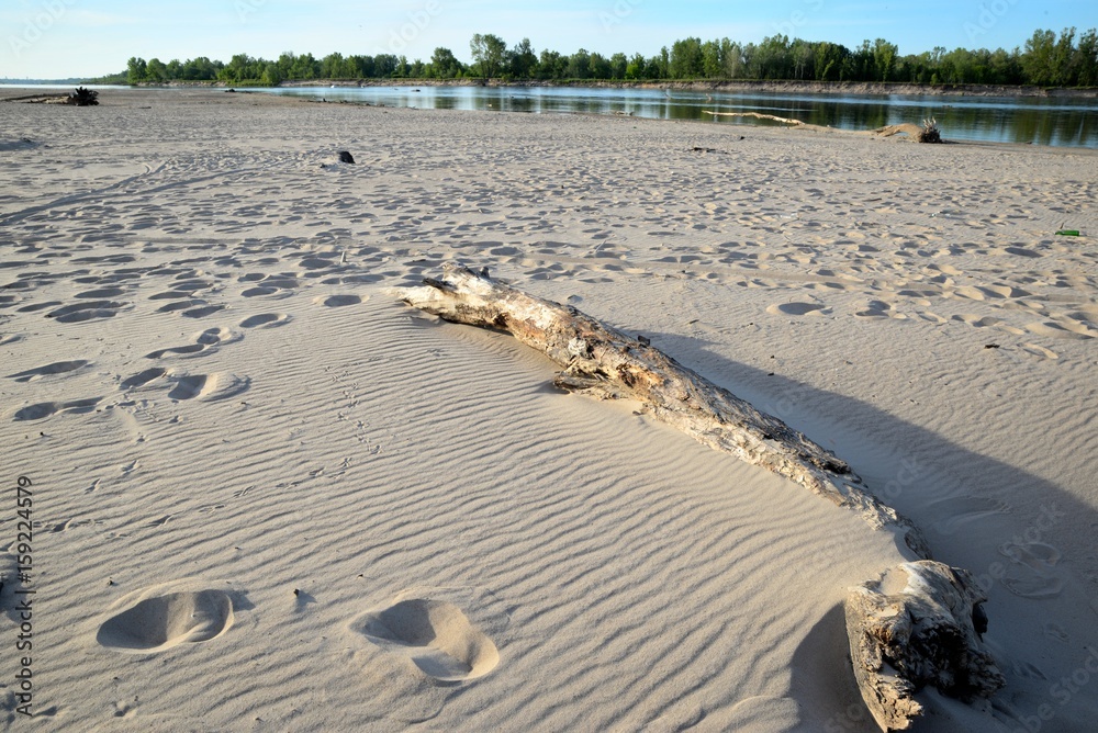 Sandy beach by the river bank on a sunny summer day and wood brought by the water
