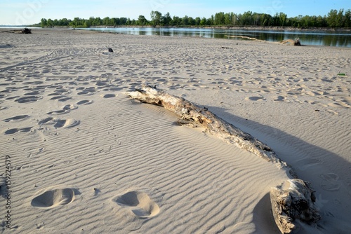 Obraz na płótnie Sandy beach by the river bank on a sunny summer day and wood brought by the water w salonie