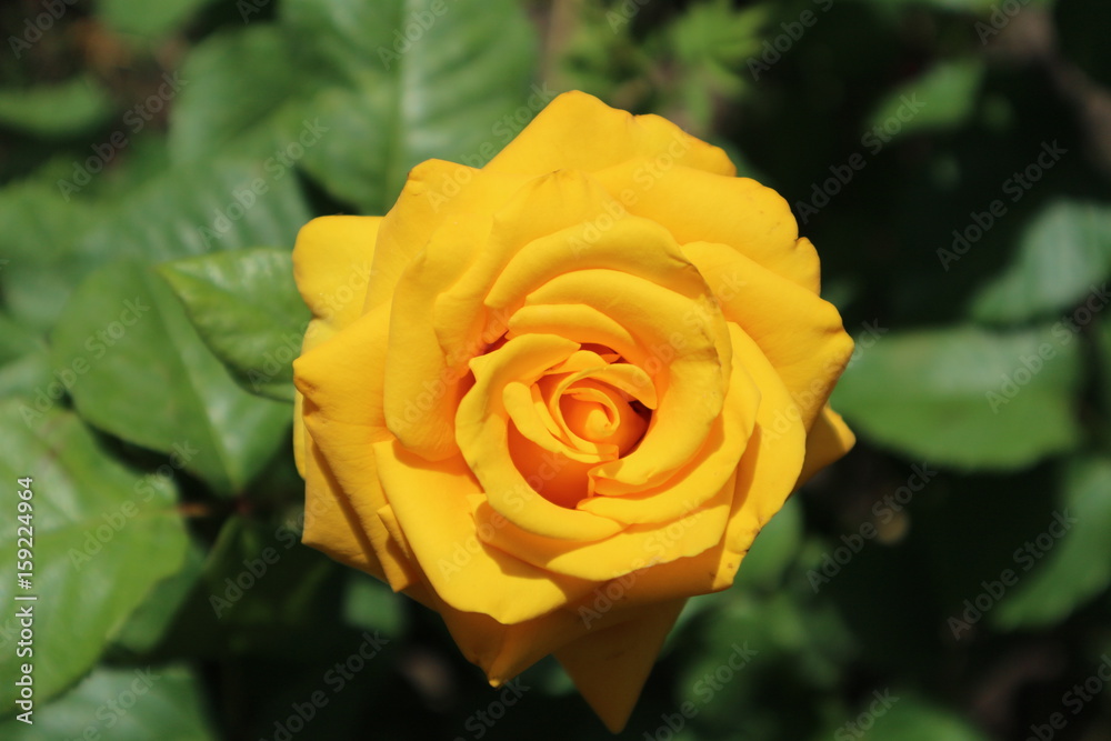 Hybrid yellow-orange rose flower on a sunny day Hybrid yellow-orange rose flower on a sunny day