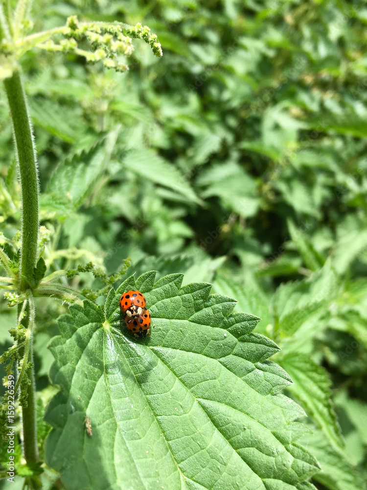 Fototapeta premium Pair of mating harlequin ladybirds ladybugs