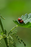 Pair of mating harlequin ladybirds ladybugs