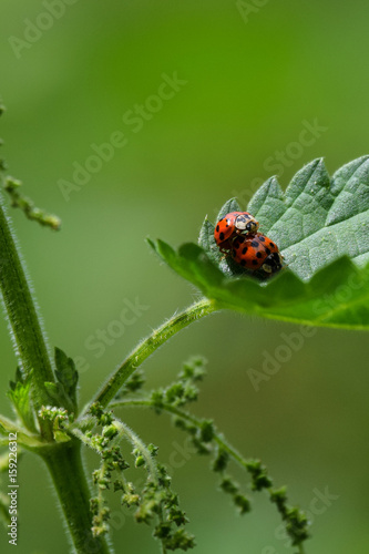 Pair of mating harlequin ladybirds ladybugs