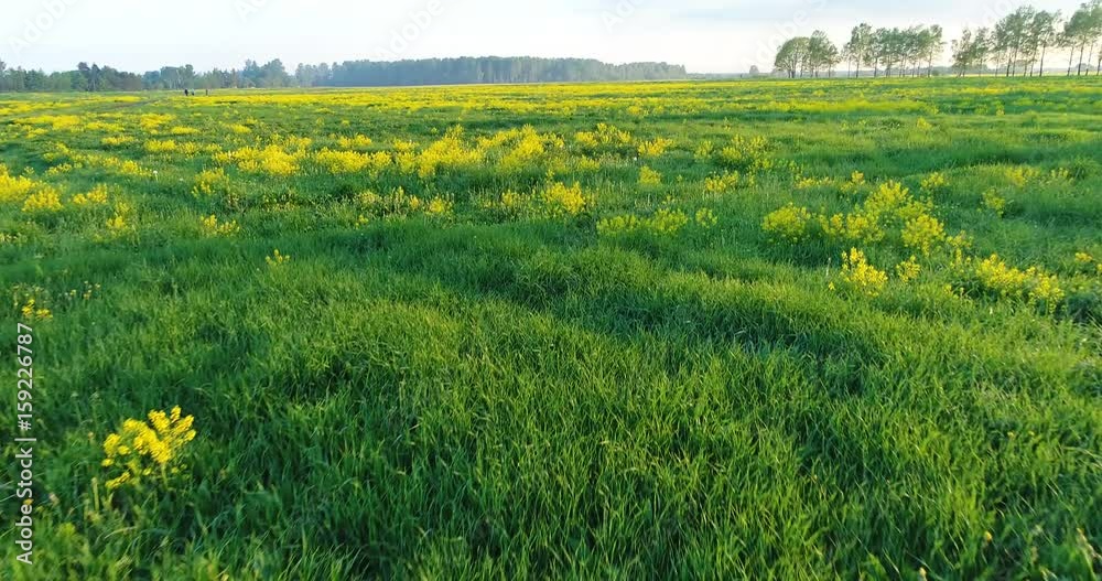 Flight at sunset over a green field with yellow mustard flowers and trees Flight at sunset over a green field with yellow mustard flowers and trees