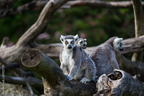 Tailed lemurs (Lemur catta) sitting on a branch