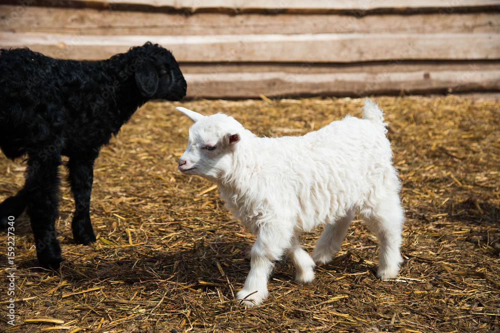 Fototapeta premium Animals on a rural farm