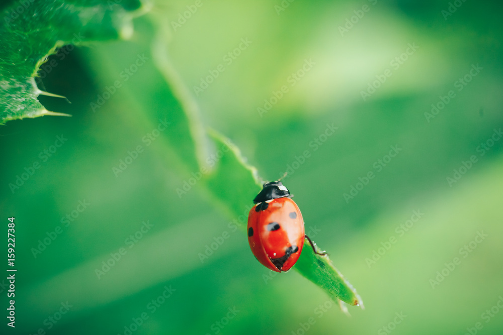 Obraz premium Ladybug on grass macro close up