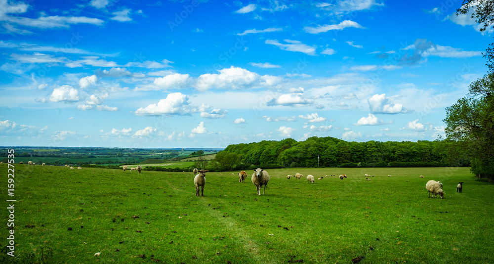 Panoramic view of landscape at sunny day. Green meadow and sheeps.