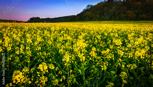 Beautiful landscape of bright yellow rapeseed in spring at sunset. Rapeseed (Brassica napus) oil seed rape